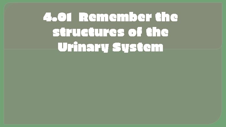 4. 01 Remember the structures of the Urinary System 