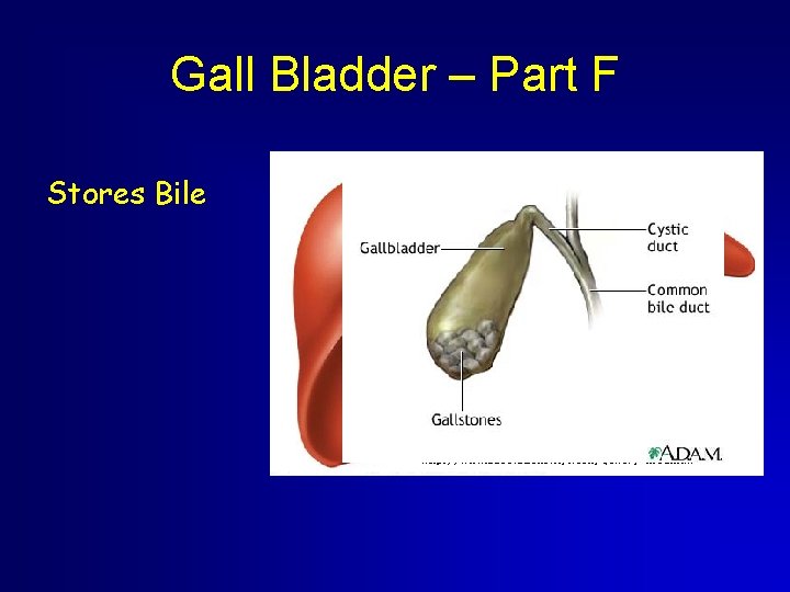 Gall Bladder – Part F Stores Bile Gall Bladder – Part F Stores Bile
