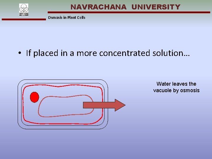 NAVRACHANA UNIVERSITY Osmosis in Plant Cells • If placed in a more concentrated solution…
