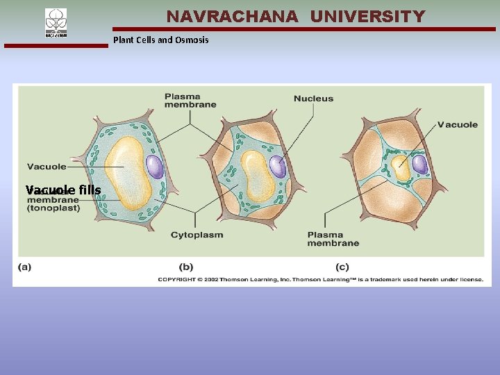 NAVRACHANA UNIVERSITY Plant Cells and Osmosis Vacuole fills 