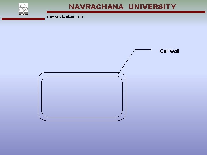 NAVRACHANA UNIVERSITY Osmosis in Plant Cells Cell wall 