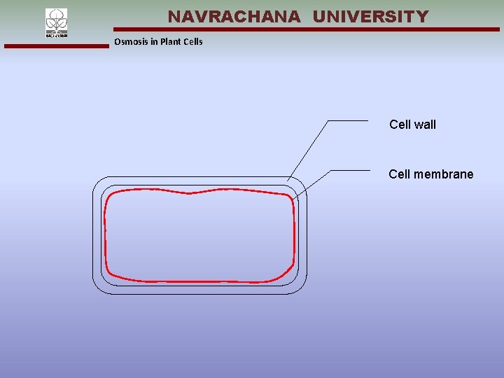 NAVRACHANA UNIVERSITY Osmosis in Plant Cells Cell wall Cell membrane 