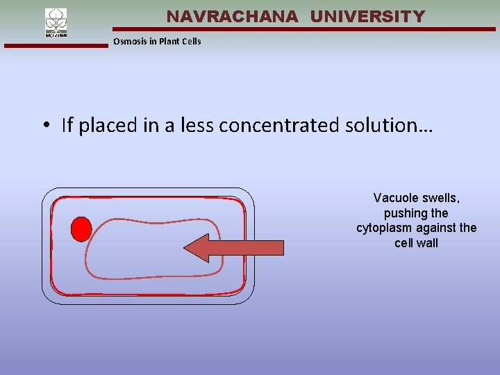 NAVRACHANA UNIVERSITY Osmosis in Plant Cells • If placed in a less concentrated solution…