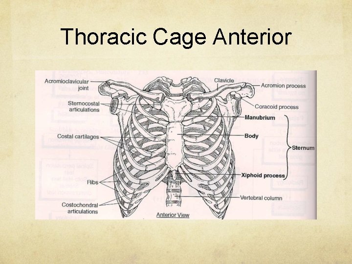 Thoracic Cage Anterior 