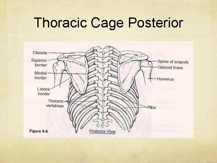 Thoracic Cage Posterior 