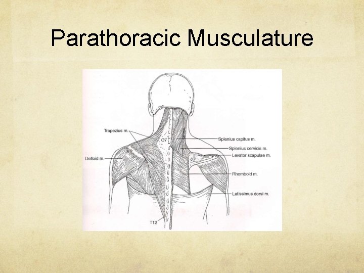 Parathoracic Musculature 