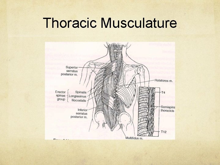 Thoracic Musculature 