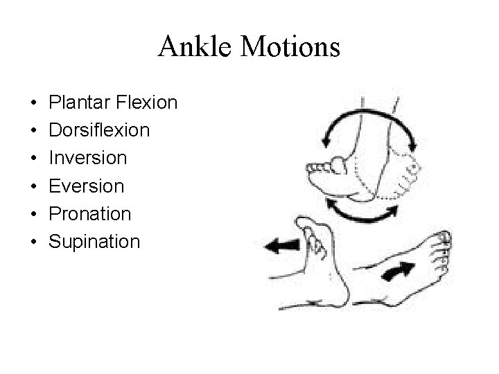 Ankle Motions • • • Plantar Flexion Dorsiflexion Inversion Eversion Pronation Supination 