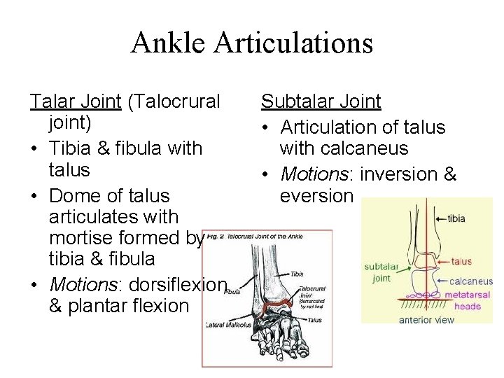 Ankle Articulations Talar Joint (Talocrural joint) • Tibia & fibula with talus • Dome