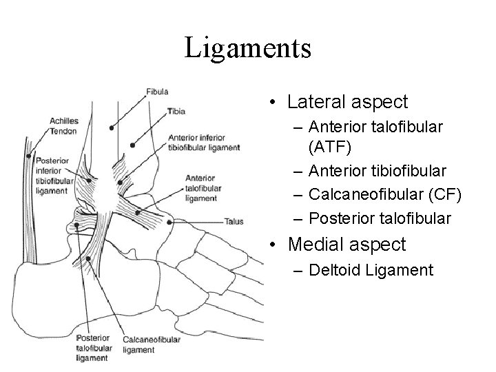 Ligaments • Lateral aspect – Anterior talofibular (ATF) – Anterior tibiofibular – Calcaneofibular (CF)