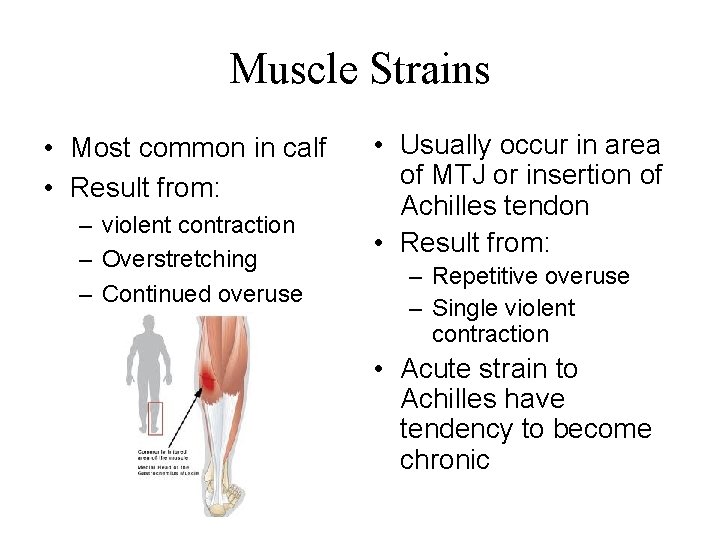 Muscle Strains • Most common in calf • Result from: – violent contraction –