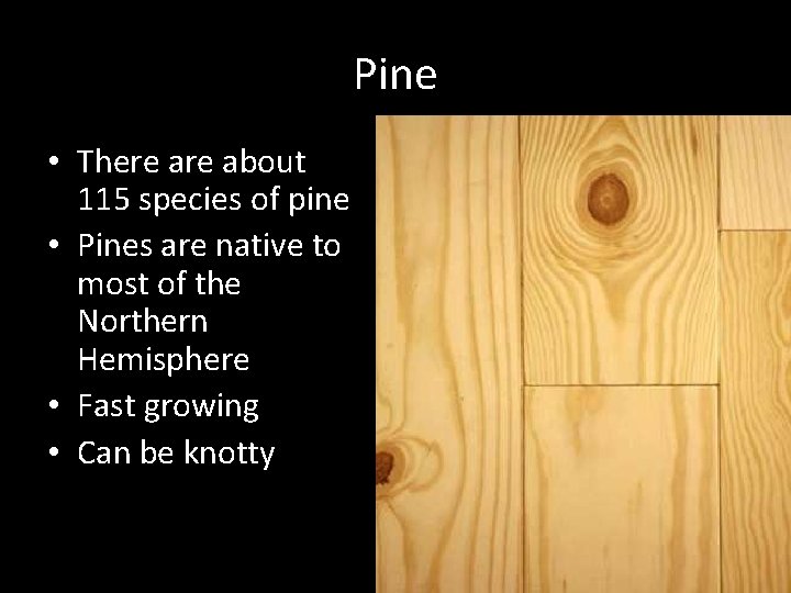 Pine • There about 115 species of pine • Pines are native to most