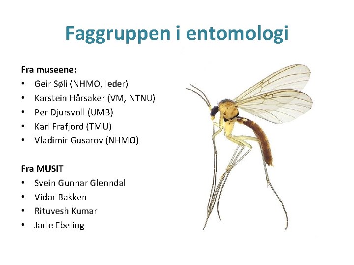 Faggruppen i entomologi Fra museene: • Geir Søli (NHMO, leder) • Karstein Hårsaker (VM,