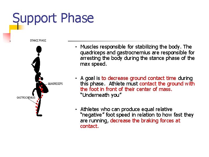 Support Phase • Muscles responsible for stabilizing the body. The quadriceps and gastrocnemius are