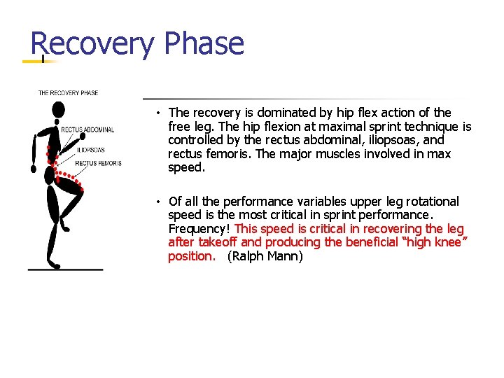 Recovery Phase • The recovery is dominated by hip flex action of the free