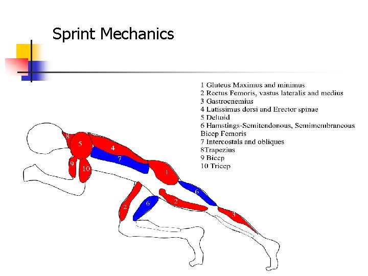 Sprint Mechanics 