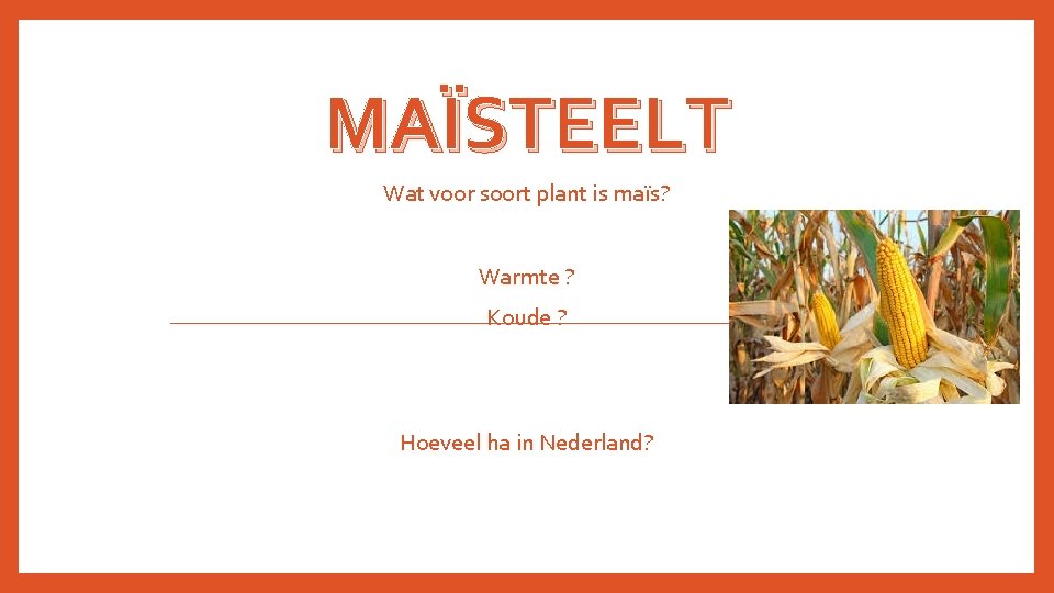 MAÏSTEELT Wat voor soort plant is maïs? Warmte ? Koude ? Hoeveel ha in