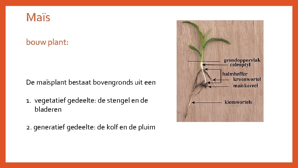 Maïs bouw plant: De maïsplant bestaat bovengronds uit een 1. vegetatief gedeelte: de stengel