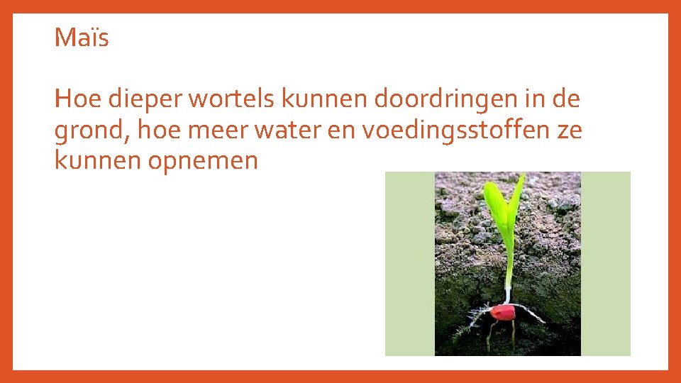 Maïs Hoe dieper wortels kunnen doordringen in de grond, hoe meer water en voedingsstoffen