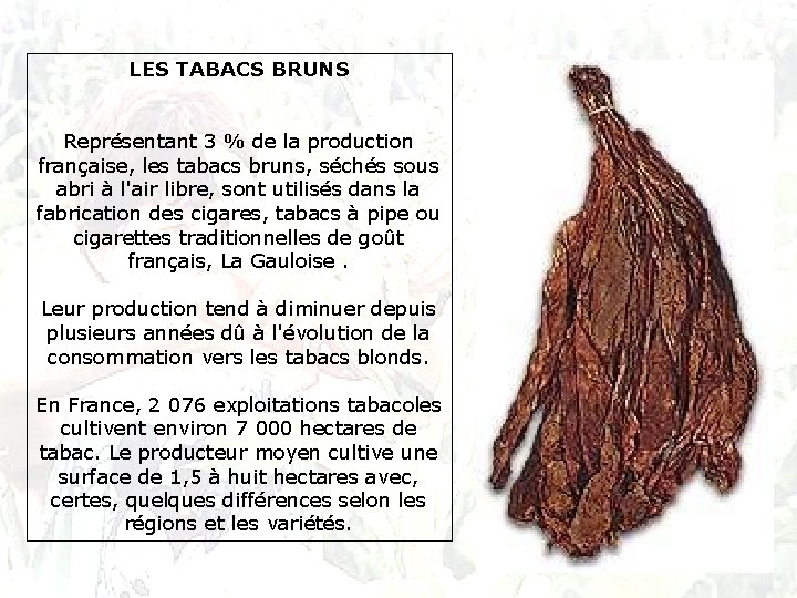 LES TABACS BRUNS Représentant 3 % de la production française, les tabacs bruns, séchés