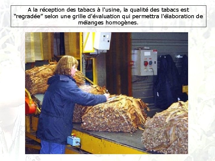 A la réception des tabacs à l'usine, la qualité des tabacs est “regradée” selon