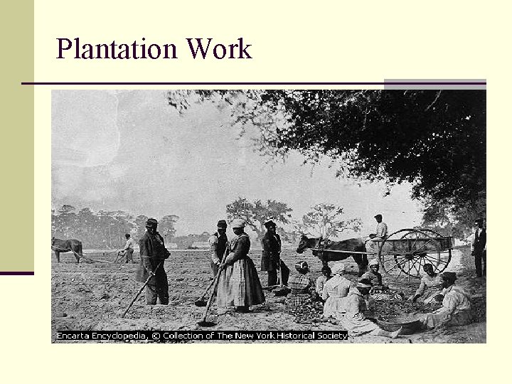 Plantation Work 