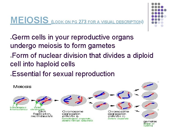 MEIOSIS (LOOK ON PG 273 FOR A VISUAL DESCRIPTION) Germ cells in your reproductive