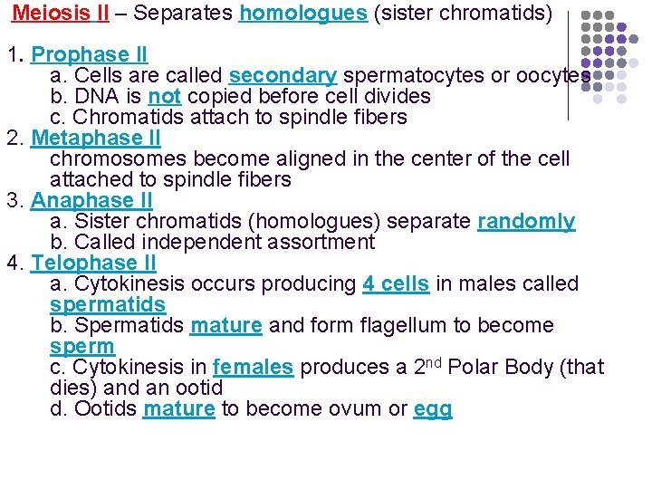 Meiosis II – Separates homologues (sister chromatids) 1. Prophase II a. Cells are called
