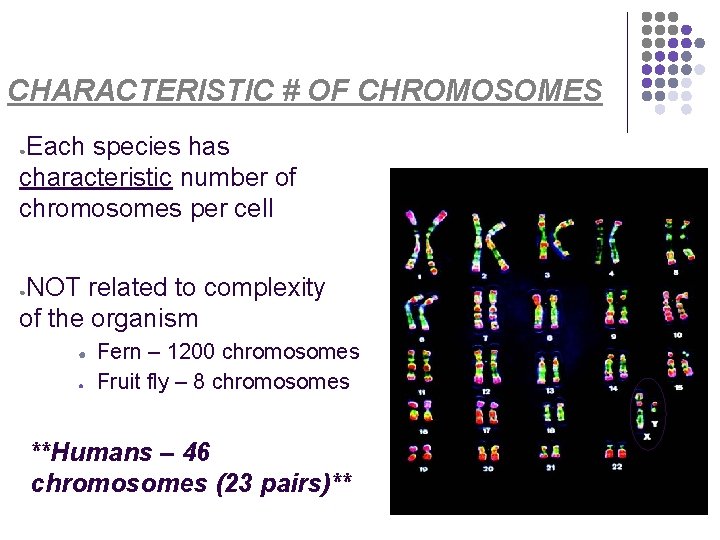 CHARACTERISTIC # OF CHROMOSOMES Each species has characteristic number of chromosomes per cell ●