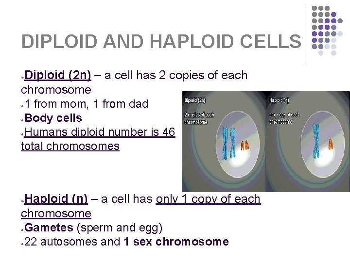 DIPLOID AND HAPLOID CELLS Diploid (2 n) – a cell has 2 copies of