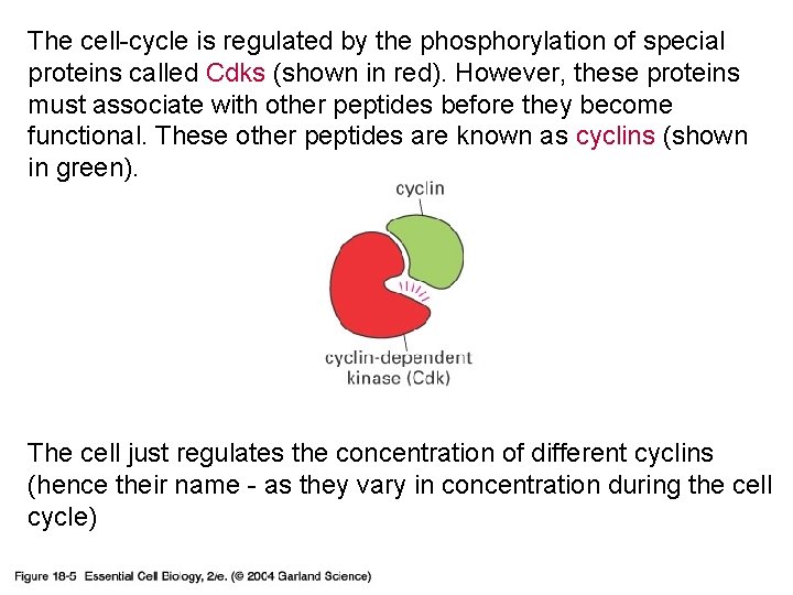 The cell-cycle is regulated by the phosphorylation of special proteins called Cdks (shown in