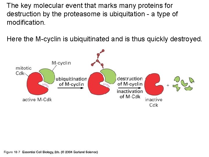 The key molecular event that marks many proteins for destruction by the proteasome is