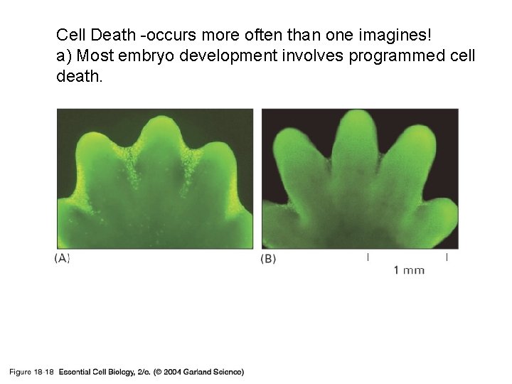 Cell Death -occurs more often than one imagines! a) Most embryo development involves programmed