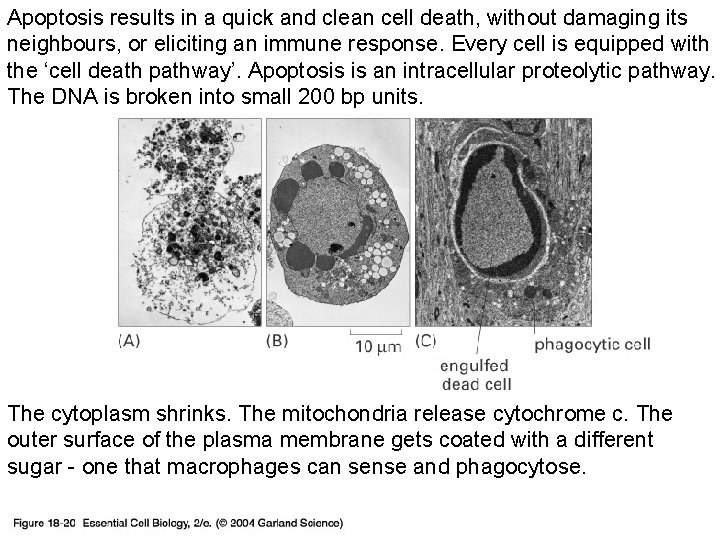 Apoptosis results in a quick and clean cell death, without damaging its neighbours, or