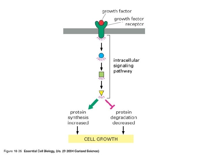 18_25_growth_factors. jpg 