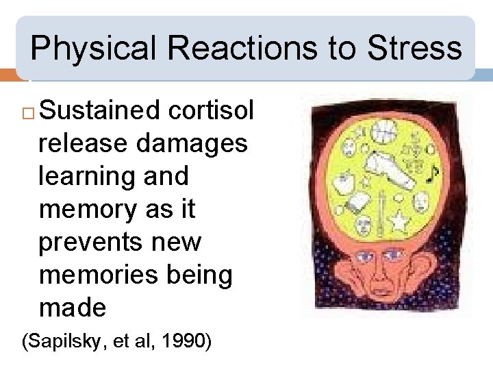 Physical Reactions to Stress Sustained cortisol release damages learning and memory as it prevents
