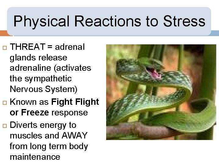 Physical Reactions to Stress THREAT = adrenal glands release adrenaline (activates the sympathetic Nervous