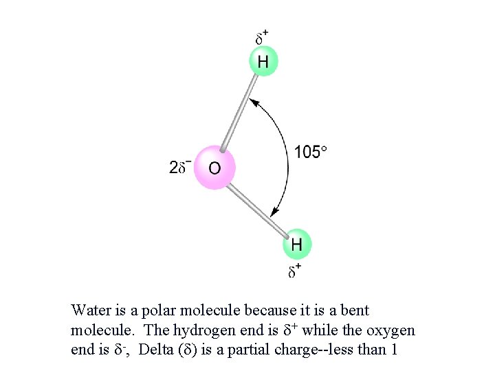 Water is a polar molecule because it is a bent molecule. The hydrogen end