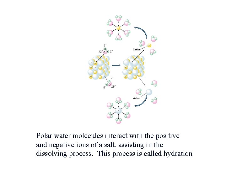 Polar water molecules interact with the positive and negative ions of a salt, assisting