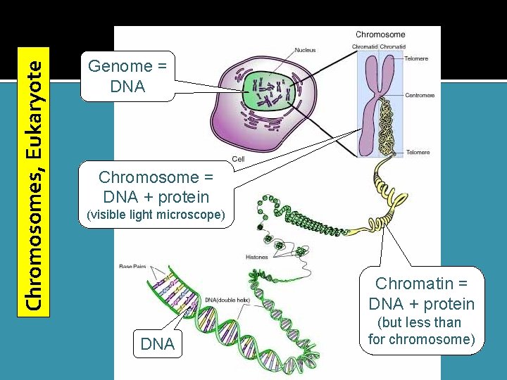 Chromosomes, Eukaryote Genome = DNA Chromosome = DNA + protein (visible light microscope) Chromatin