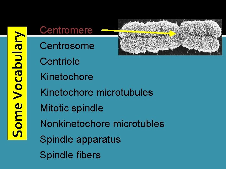 Some Vocabulary Centromere Centrosome Centriole Kinetochore microtubules Mitotic spindle Nonkinetochore microtubles Spindle apparatus Spindle