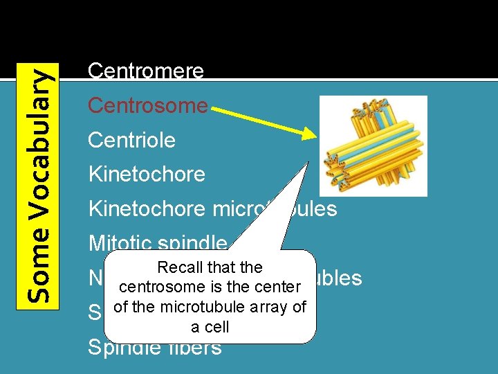 Some Vocabulary Centromere Centrosome Centriole Kinetochore microtubules Mitotic spindle Recall that the Nonkinetochore centrosome
