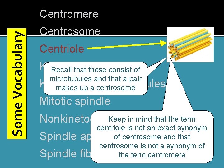 Some Vocabulary Centromere Centrosome Centriole Kinetochore Recall that these consist of microtubules and that