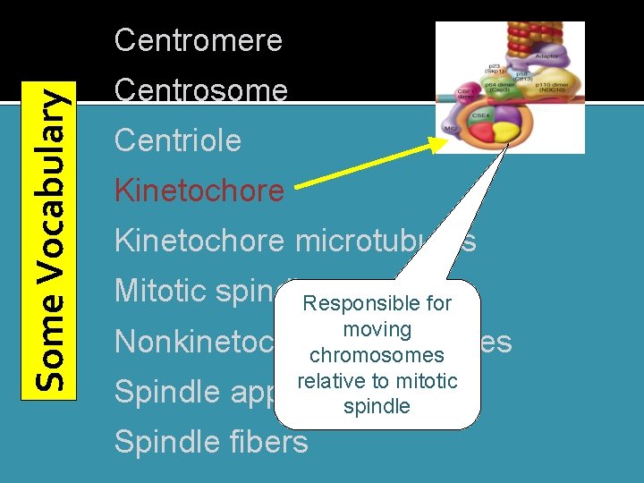 Some Vocabulary Centromere Centrosome Centriole Kinetochore microtubules Mitotic spindle. Responsible for moving Nonkinetochore microtubles