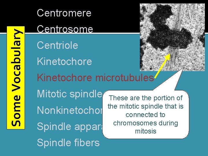 Some Vocabulary Centromere Centrosome Centriole Kinetochore microtubules Mitotic spindle These are the portion of