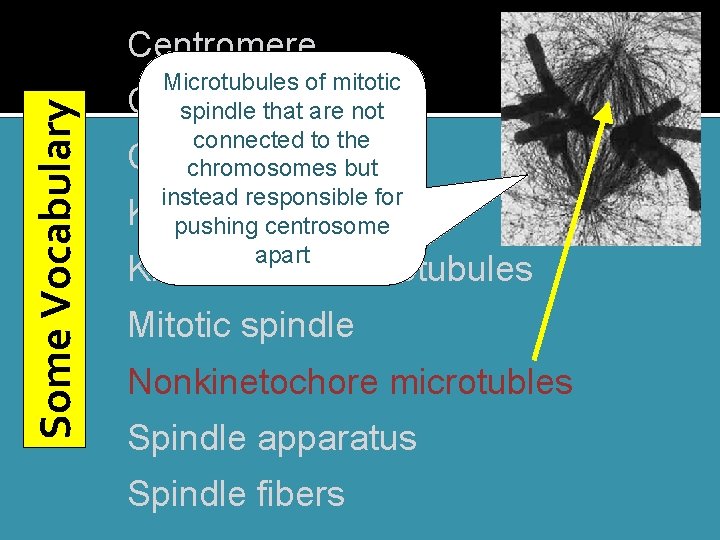 Some Vocabulary Centromere Microtubules of mitotic Centrosome spindle that are not connected to the