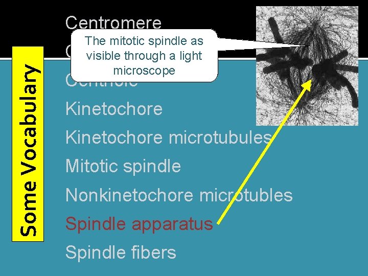 Some Vocabulary Centromere The mitotic spindle as Centrosome visible through a light microscope Centriole