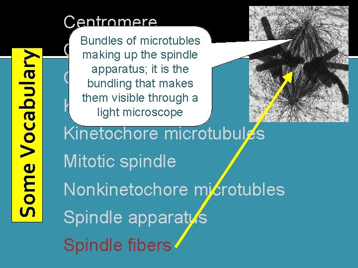 Some Vocabulary Centromere Bundles of microtubles Centrosome making up the spindle apparatus; it is