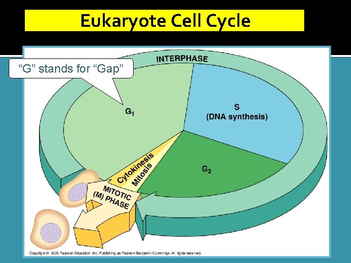 Eukaryote Cell Cycle “G” stands for “Gap” 