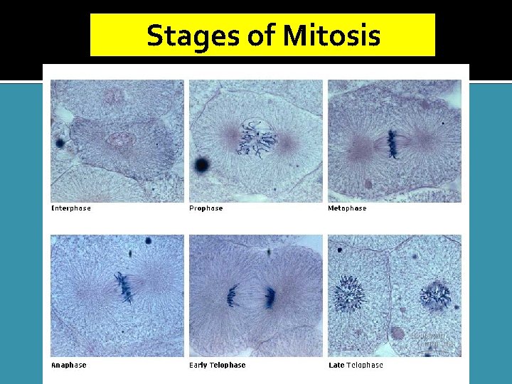 Stages of Mitosis 